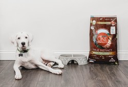 petsmart-dog-food-brands-find-best-choices-for-your-pets